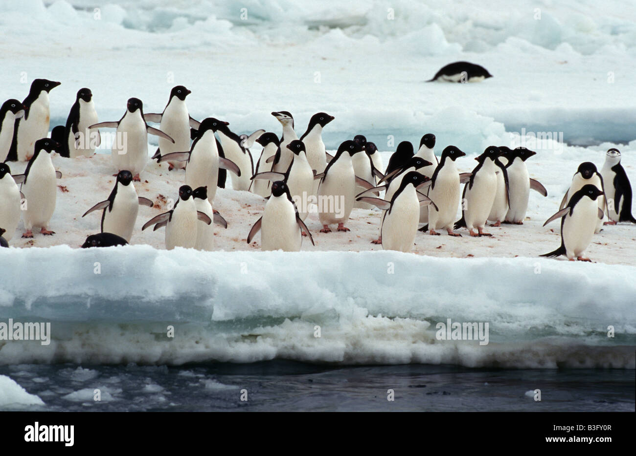 Adeliepinguine pygoscelis adeliae adelie pinguin pinguine Fotos und