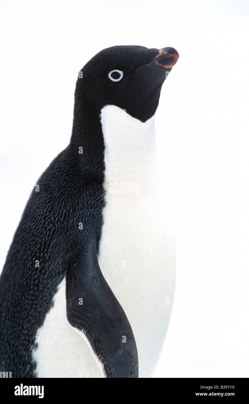 Adelie penguin Stockfoto