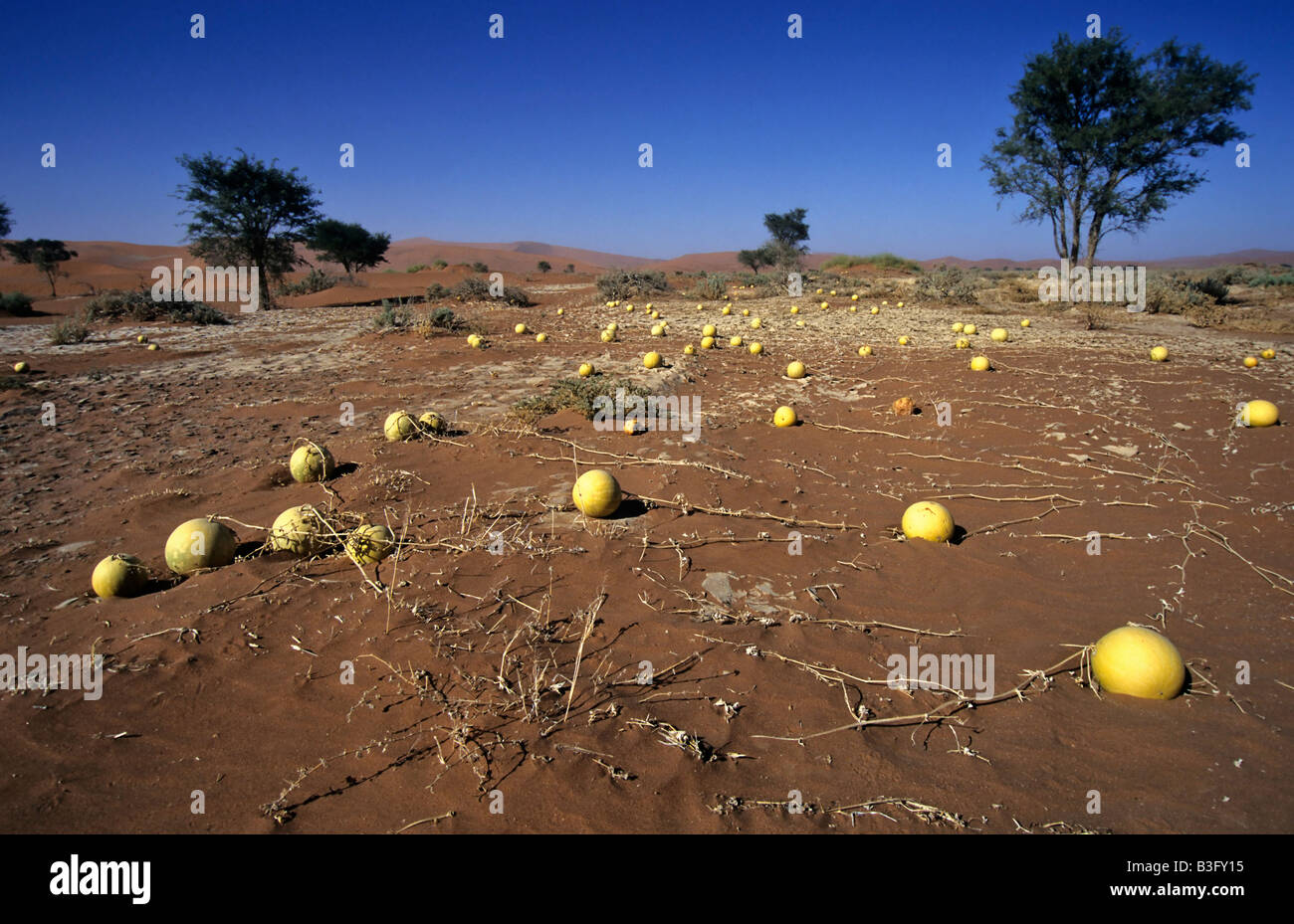 Namib Wüste Früchte Afrika Stockfoto