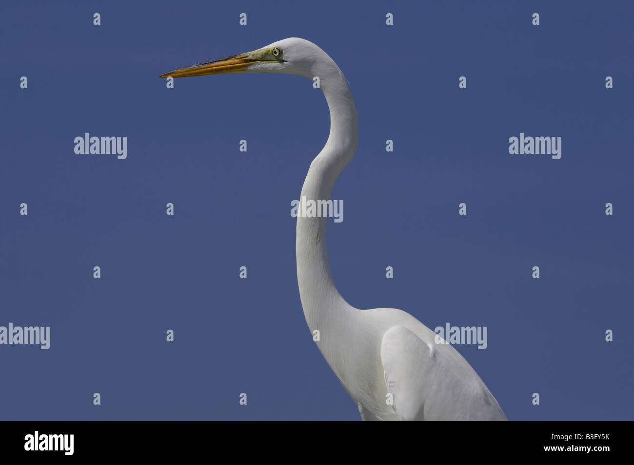 Silberreiher Egretta Alba Silberreiher Stockfoto