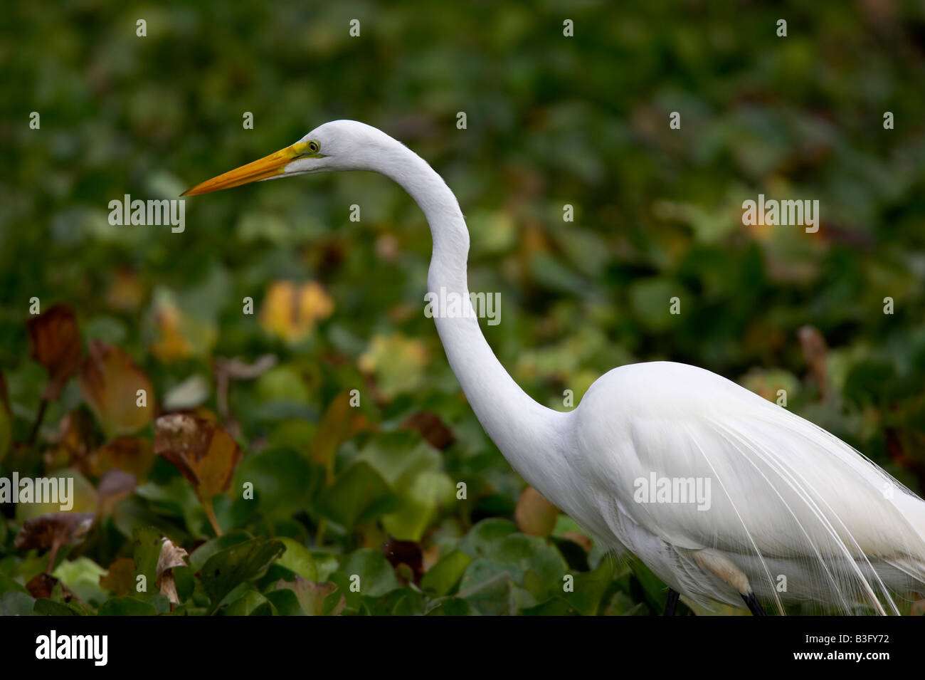 Silberreiher Egretta Alba Silberreiher Stockfoto