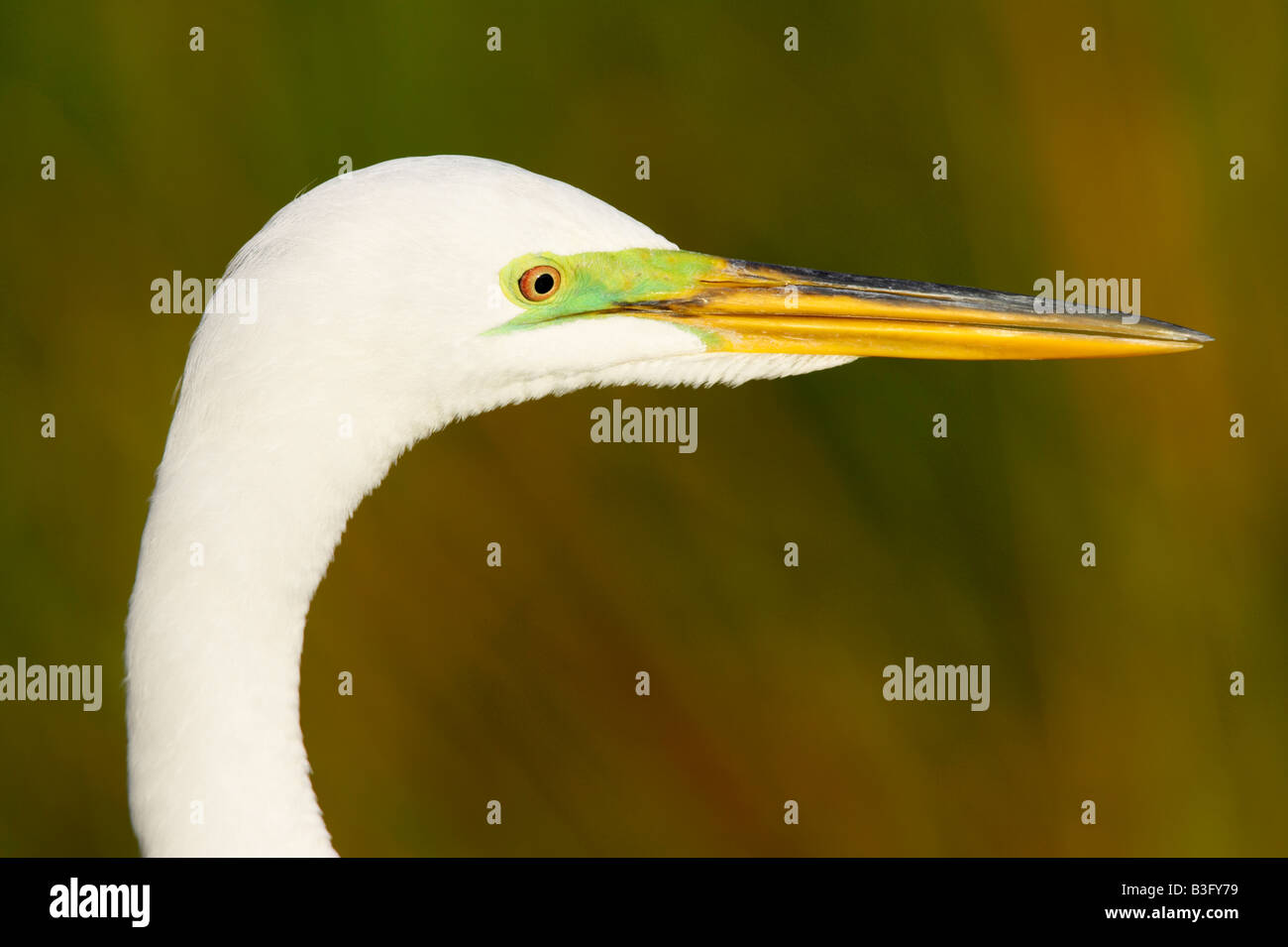 Silberreiher Egretta Alba Silberreiher Stockfoto