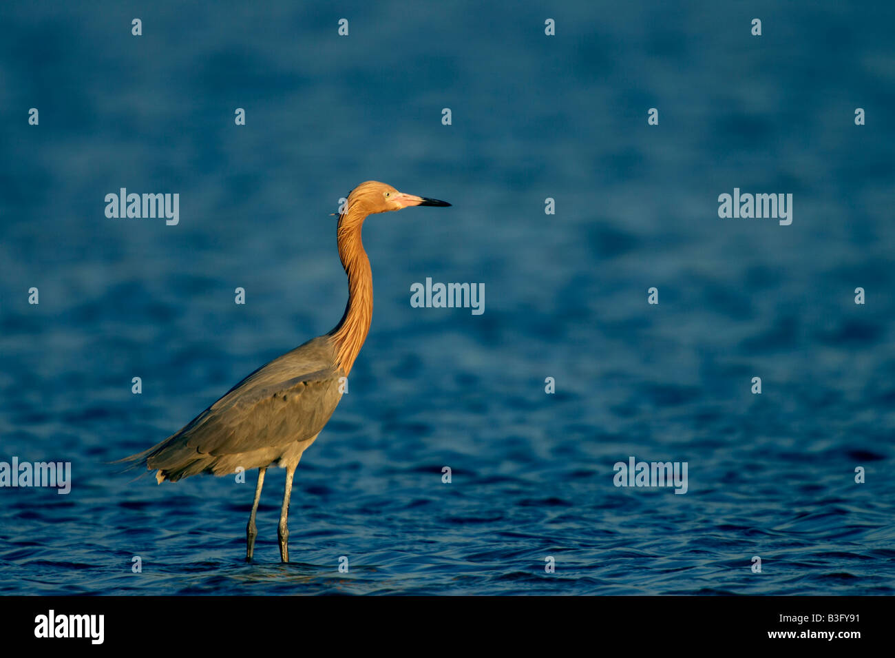 Roetelreiher Egretta saniert rötlich Silberreiher Stockfoto