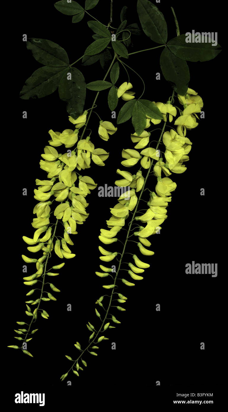 Goldregen auch genannt goldene Kette Stockfoto