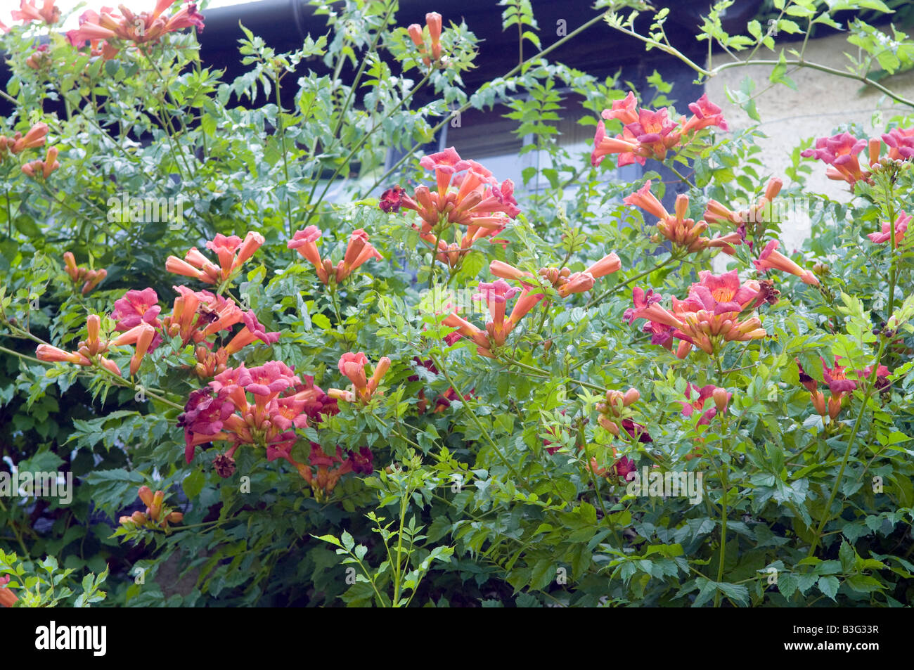 Campsis Radicans Bignonia Tecoma Radicans Stockfoto