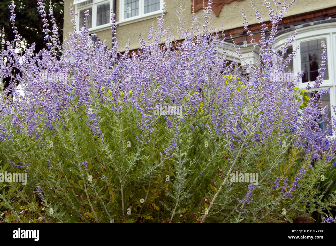 Perovskia Labiatae/Lamiaceae "Blauer Turm" Stockfoto