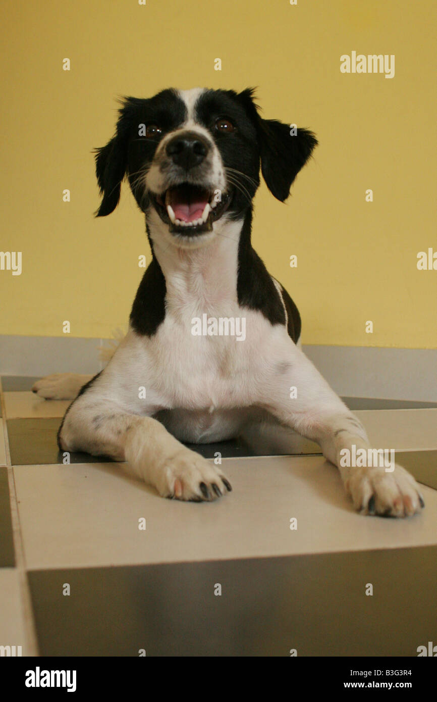 Schwarz / weiß Hund auf einem karierten Boden Stockfoto