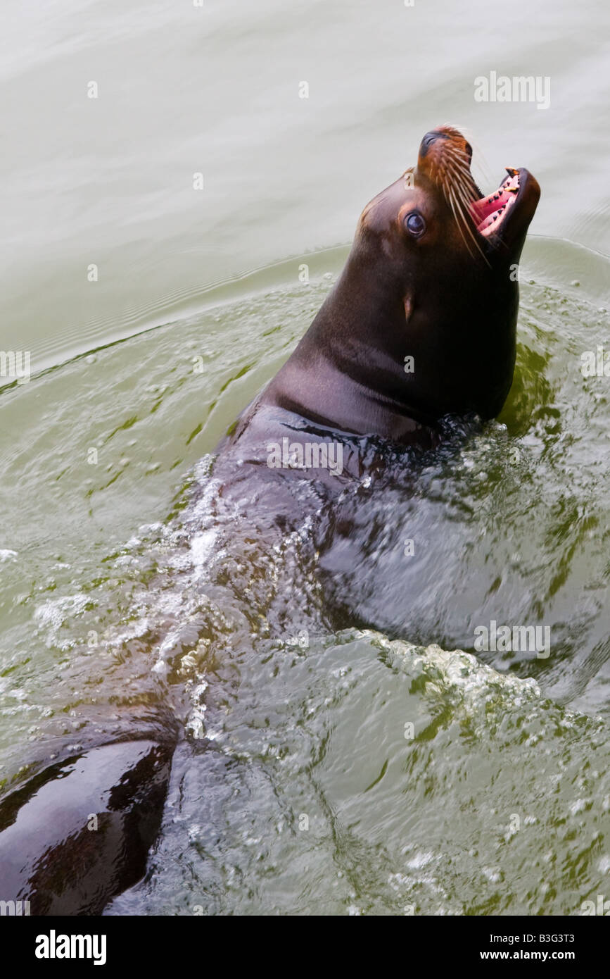 Farbfoto-Porträt des Seelöwen schwimmen (004) Stockfoto