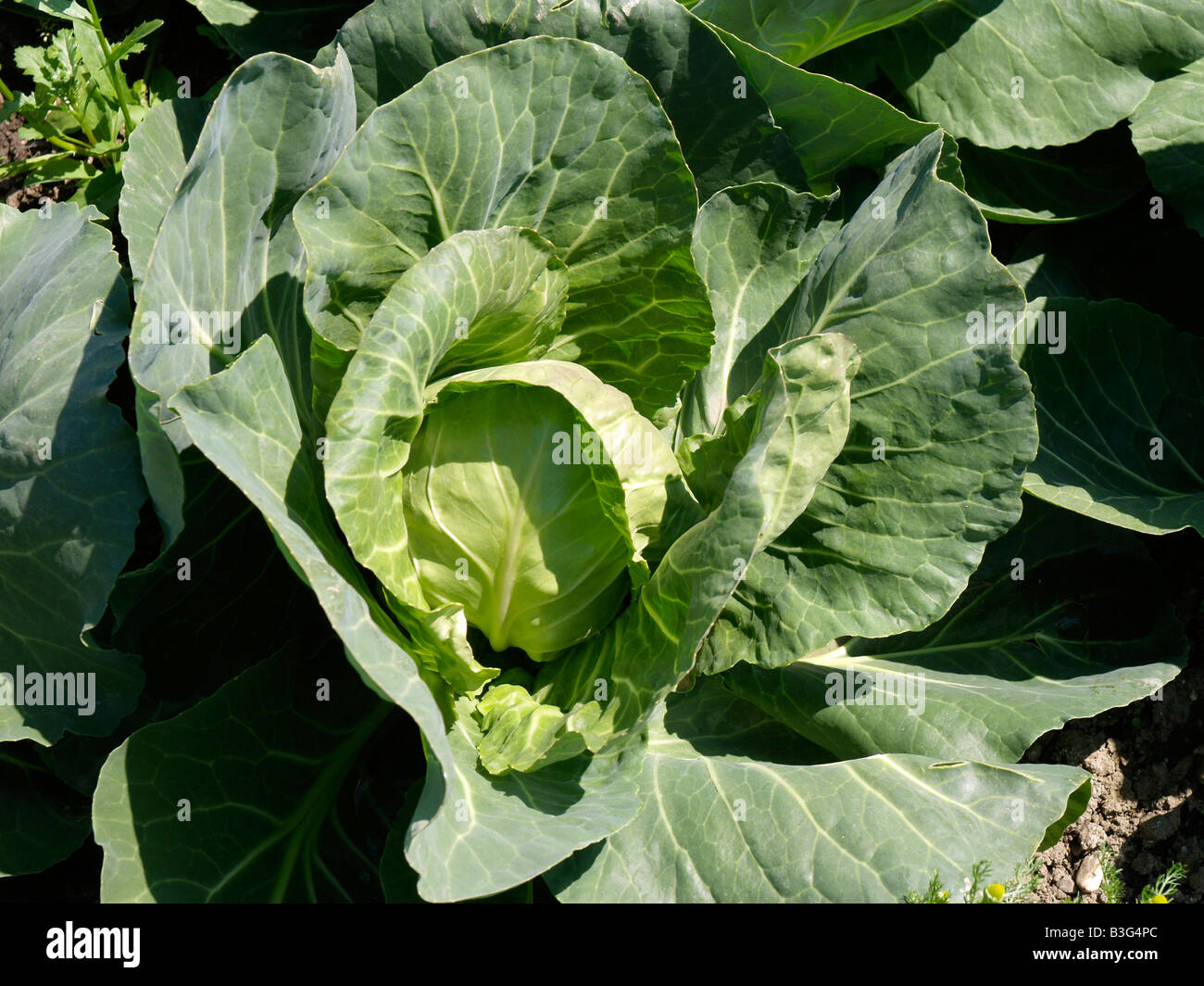 Weisskohl, Spitzkohl, wilde Kohl (Brassica Oleracea) Stockfoto