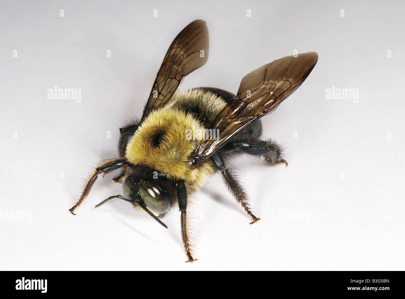 Männliche östlichen Holzbiene Xylocopa virginica Stockfoto