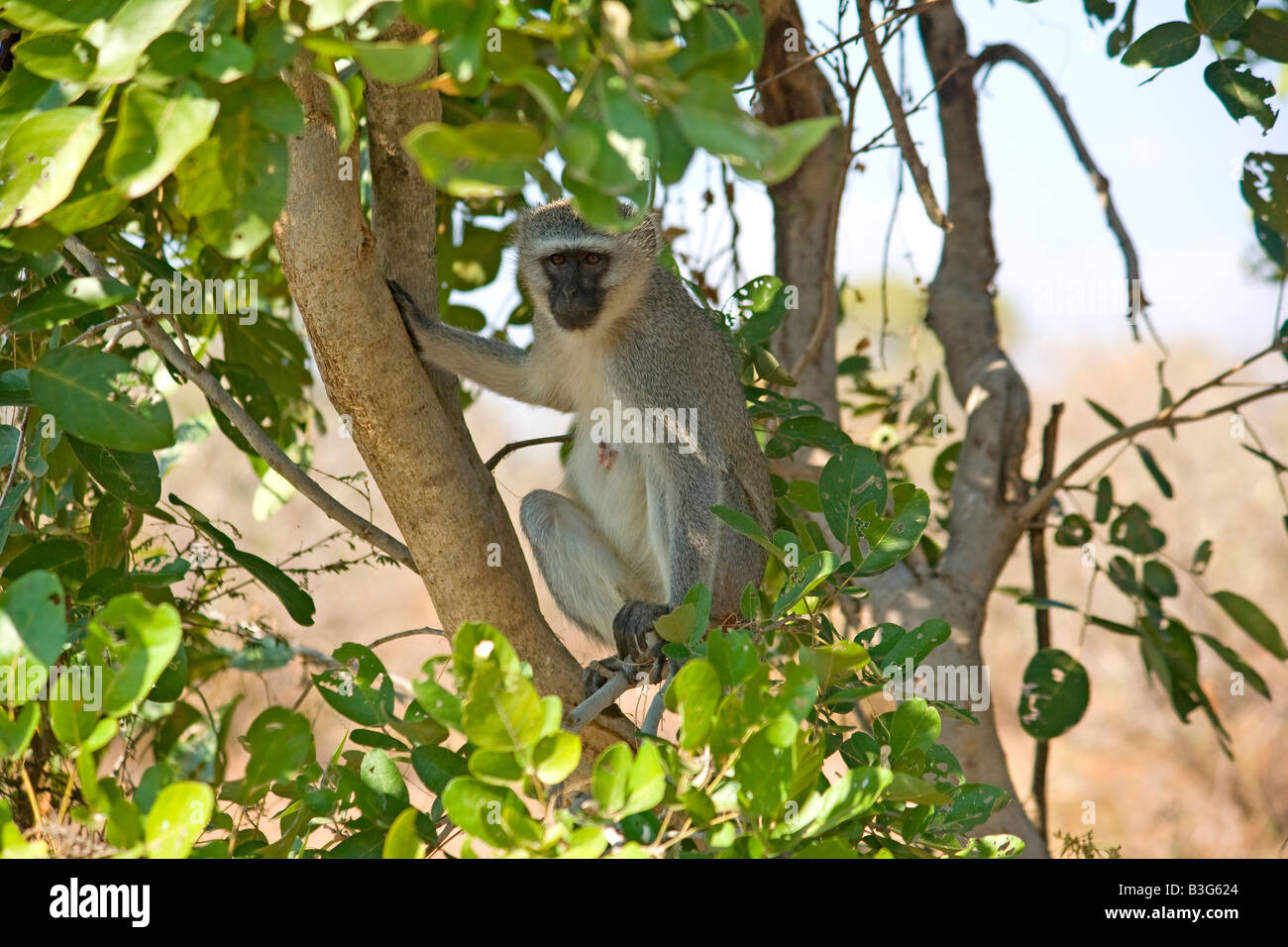 Weibliche Vervet Affe (grüne Aethiops) sitzt in einem Baum. Stockfoto