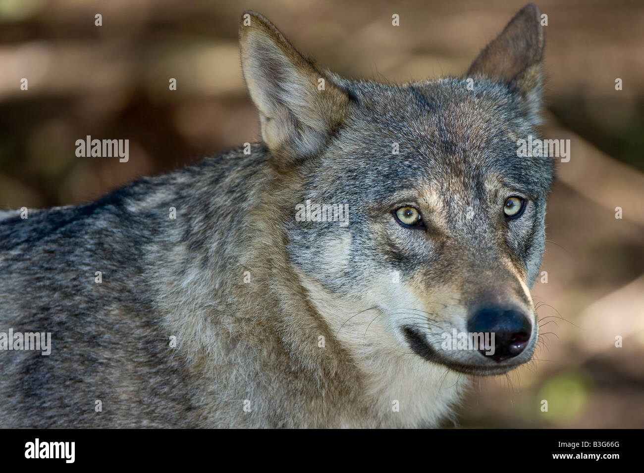 Grauer Wolf Stockfoto