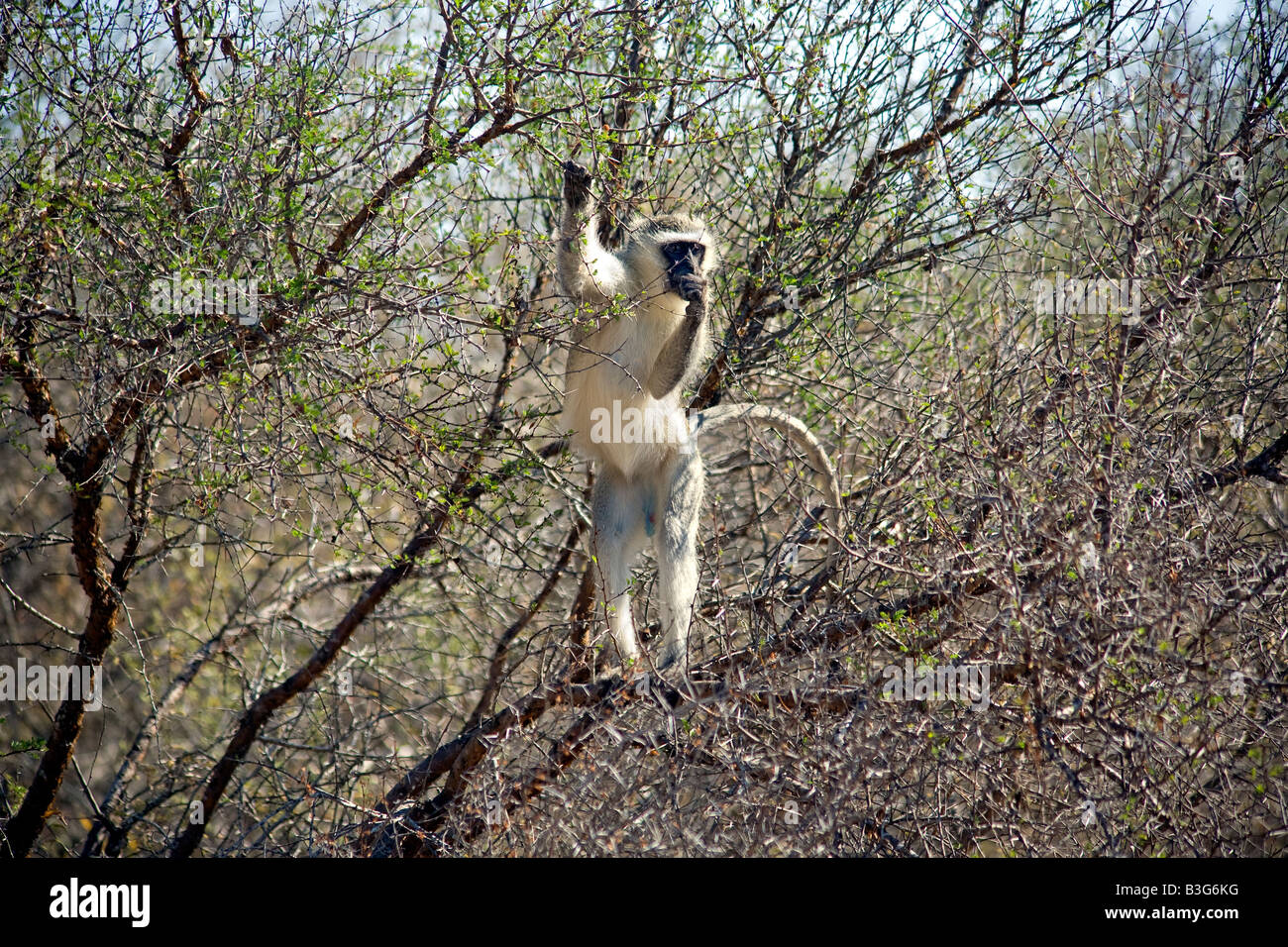 Männliche Vervet Affen (grüne Aethiops) in einem Baum, Krügerpark in Südafrika Stockfoto