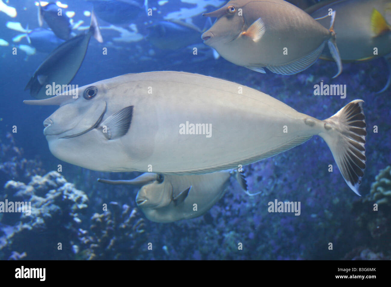 Schule der Einhorn-Fisch auf Maui Hawaii Stockfoto