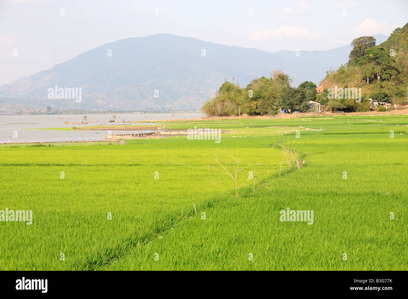 Reisfelder am Ufer des Lak See Dak Lak Provence Vietnam Stockfoto