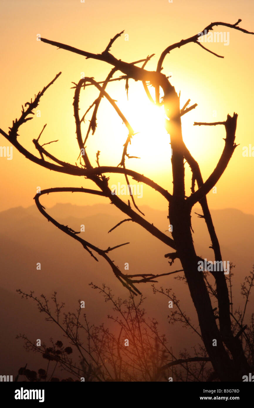 Zweige greifen die untergehende Sonne Stockfoto