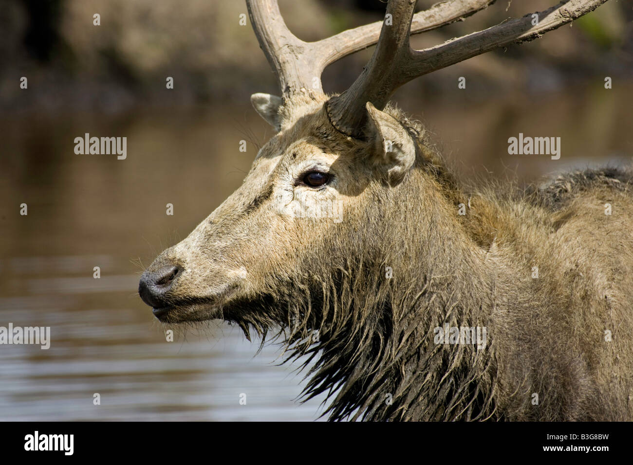 Pere David Deer Stockfoto