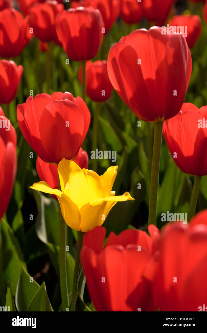 Gelbe Tulpe unter die roten Stockfoto