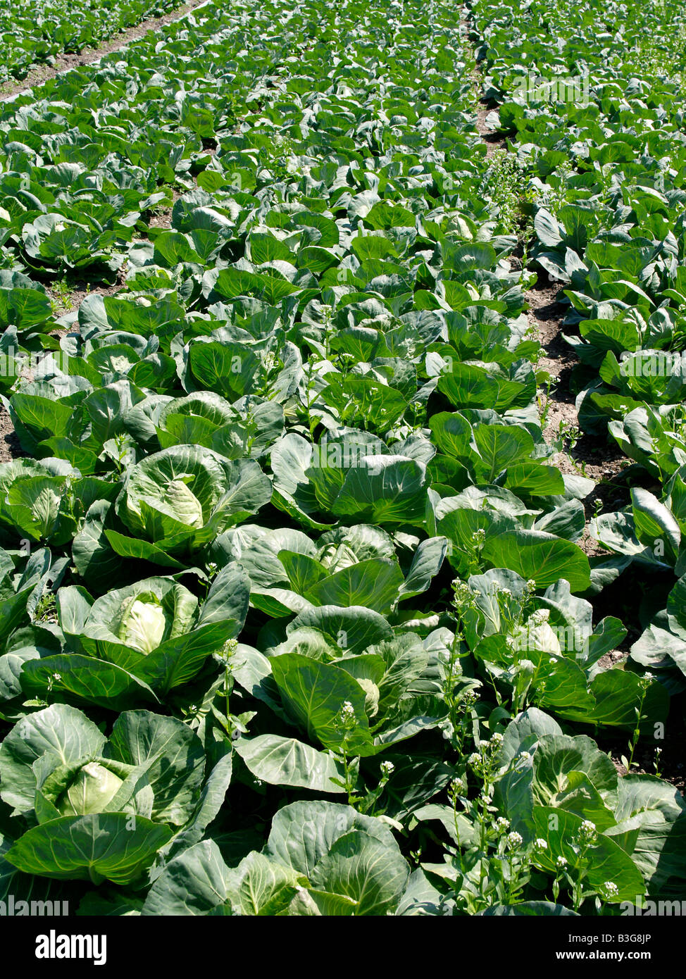 Weisskohl, Spitzkohl, wilde Kohl (Brassica Oleracea) Stockfoto