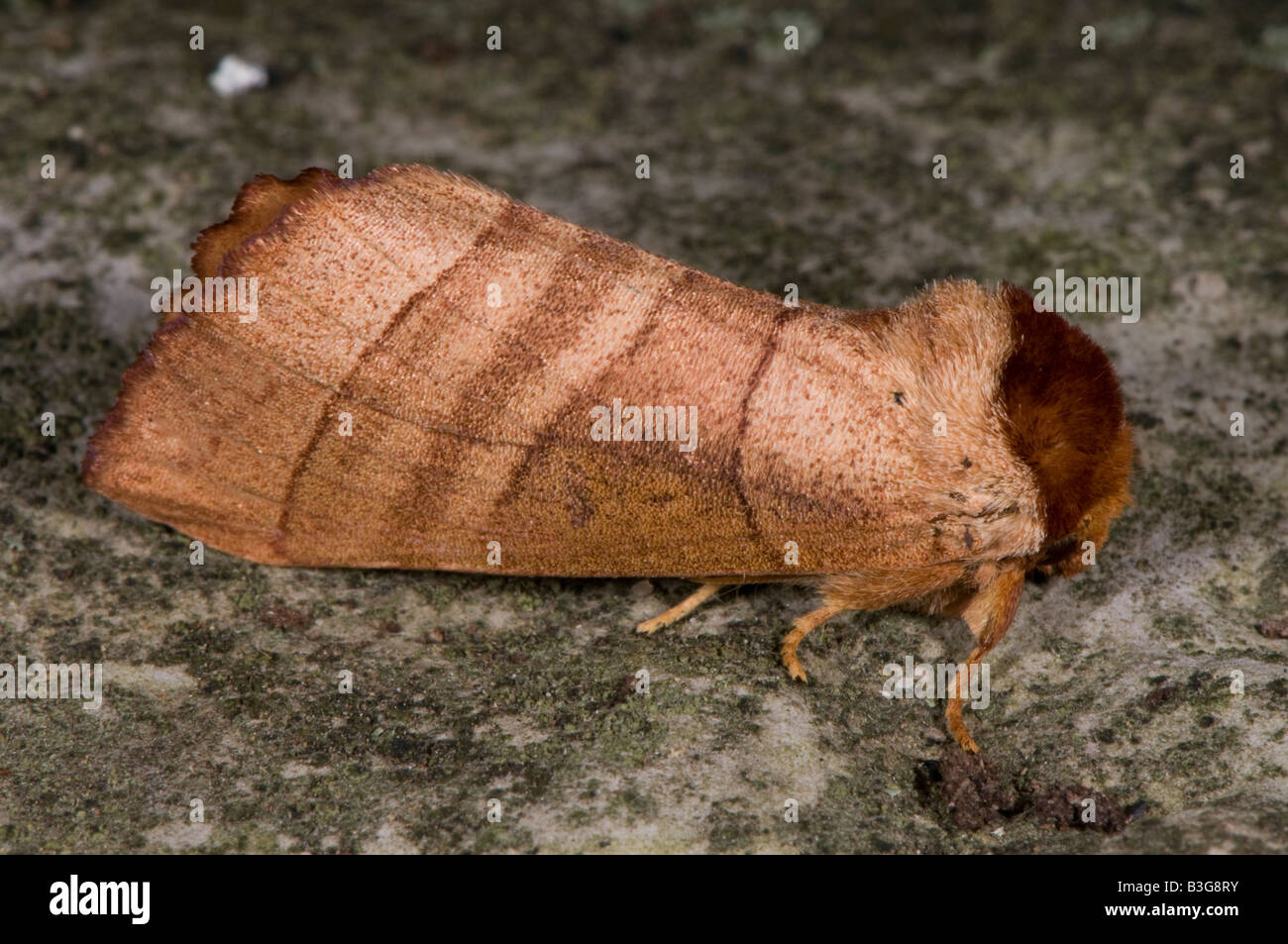 Überfamilie Noctuoidea Familie Notodontidae prominente Motten Unterfamilie Phalerinae Gattung Datana Stockfoto