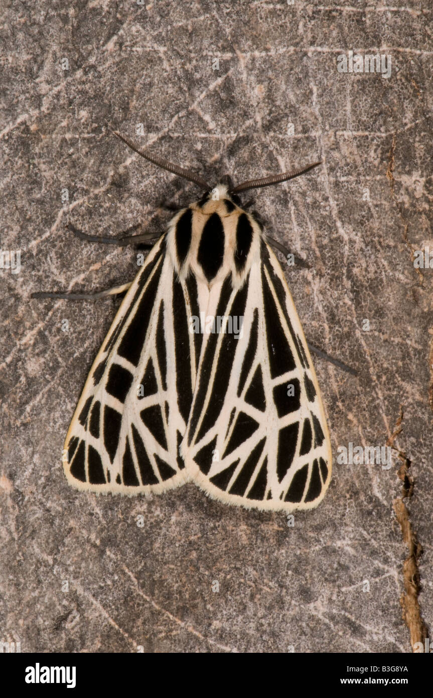 Natives Tiger moth Stockfoto