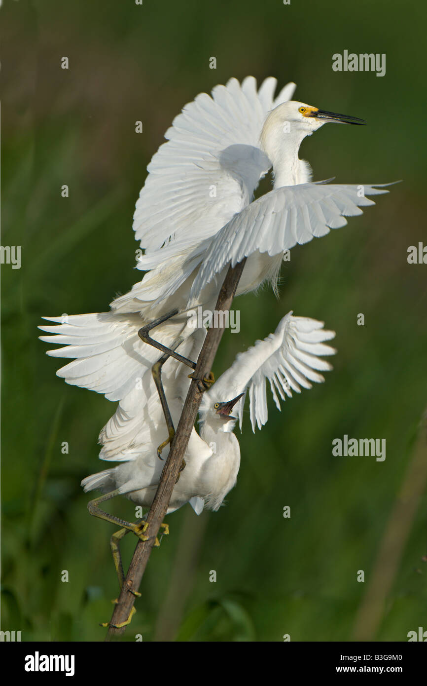 Foto von einer Snowy Egret juvenile betteln die Eltern für Lebensmittel Stockfoto