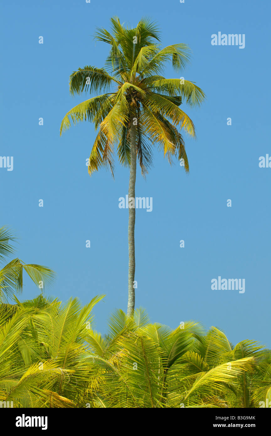 Palmen und blauer Himmel Backwaters Kerala Indien Stockfoto
