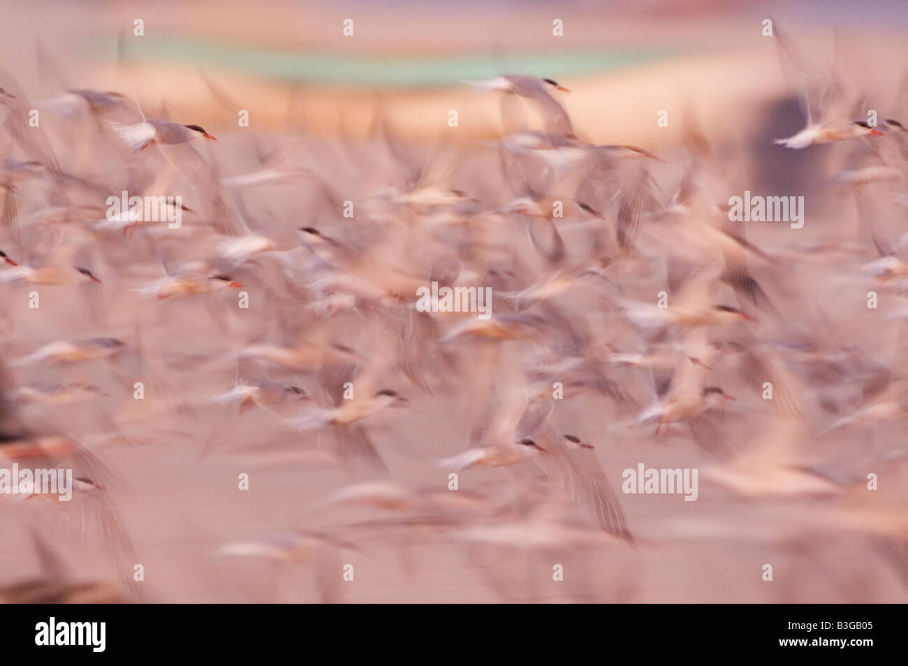 Zusammenfassung des gemeinsamen Seeschwalbe Herde in der Abenddämmerung Stockfoto