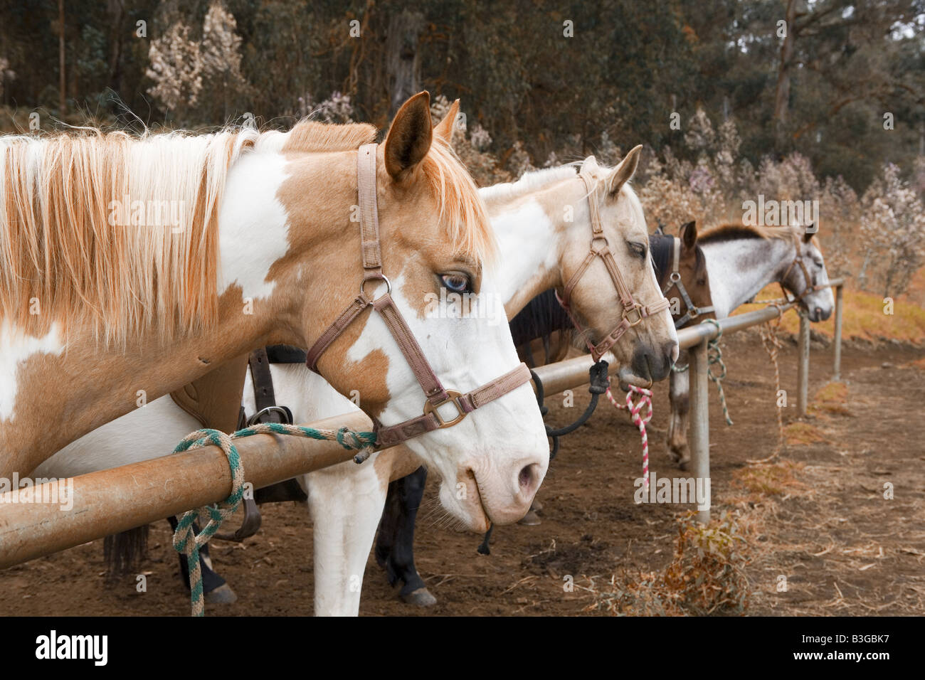 Pferde ruhen auf Hitching Post Stockfoto