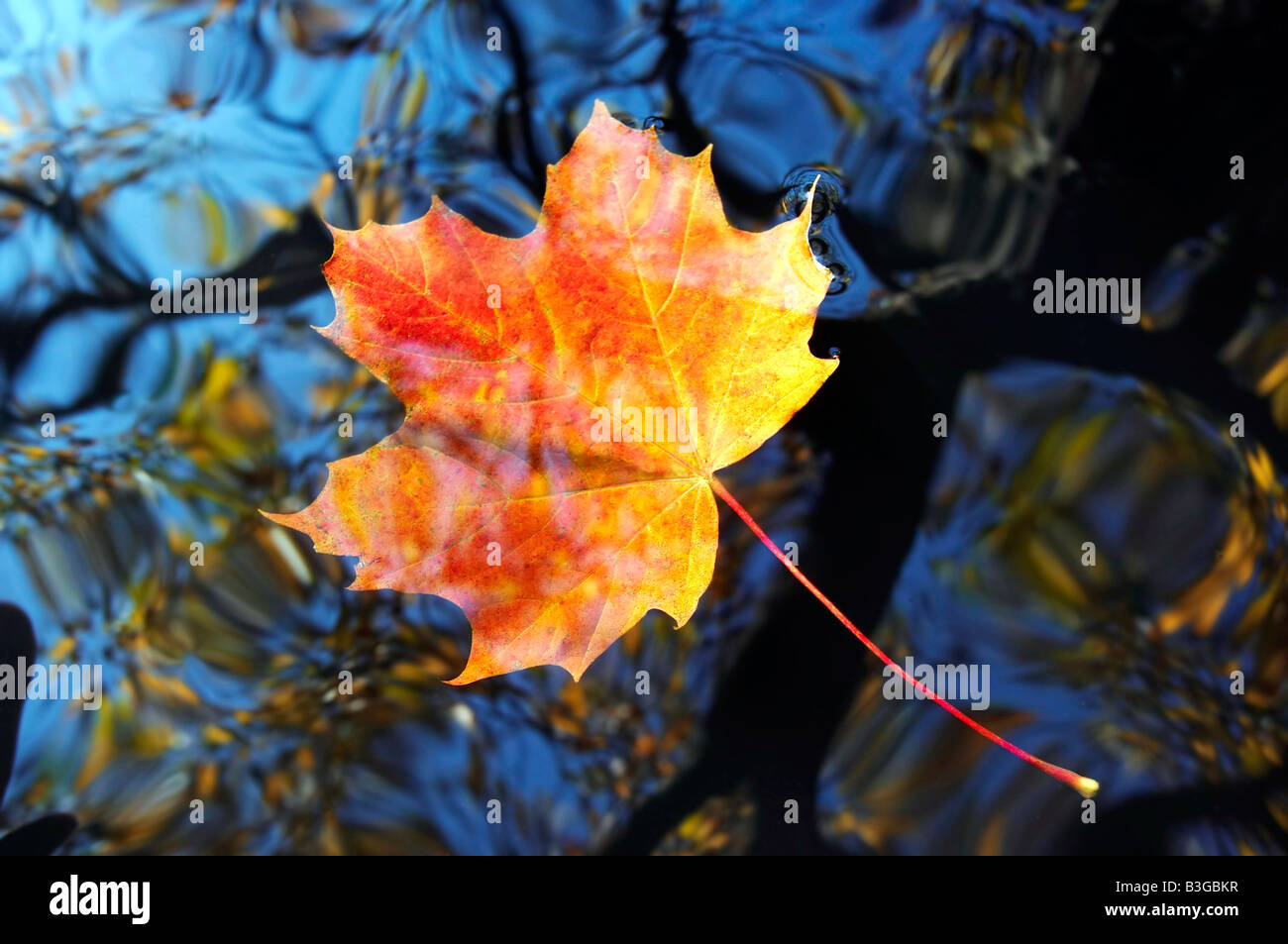 Herbst Ahornblatt auf der Wasseroberfläche Stockfoto