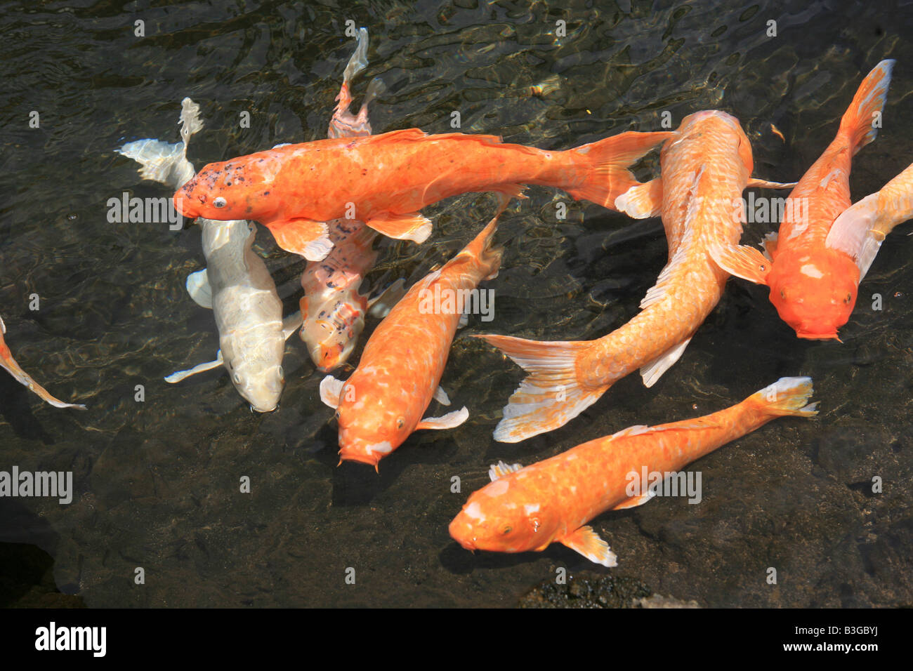 Fisch im teich Fotos und Bildmaterial in hoher Auflösung Alamy