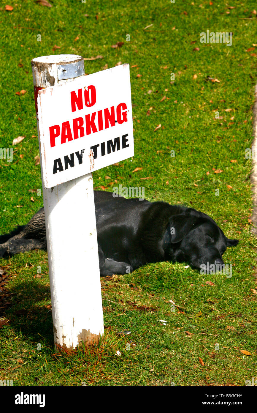 Ein schwarzer Labrador liegt schlafend in der Sonne mit No Parking Schild Stockfoto
