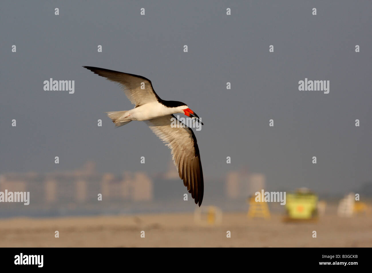 Schwarzes Abstreicheisen Rynchops Niger New York USA Flug Stockfoto