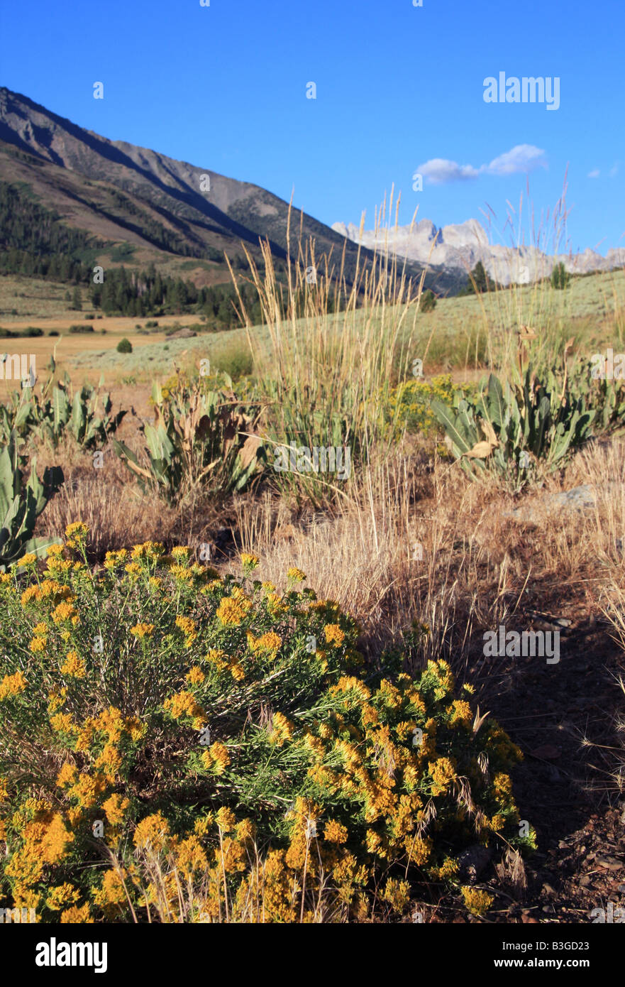 Goldrute und Wüste Pflanzen mit Sawtooth Grat im Hintergrund von Sommerwiese, Bridgeport Kalifornien Stockfoto