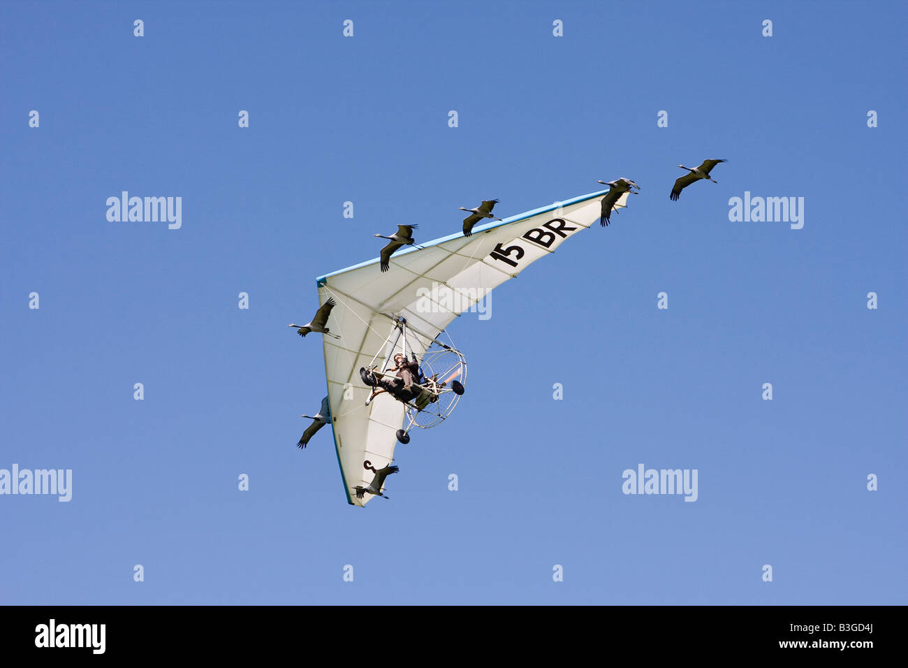 Christian Moullec fliegen mit seiner Demoiselle Krane bei Shoreham Airshow Sussex England Stockfoto