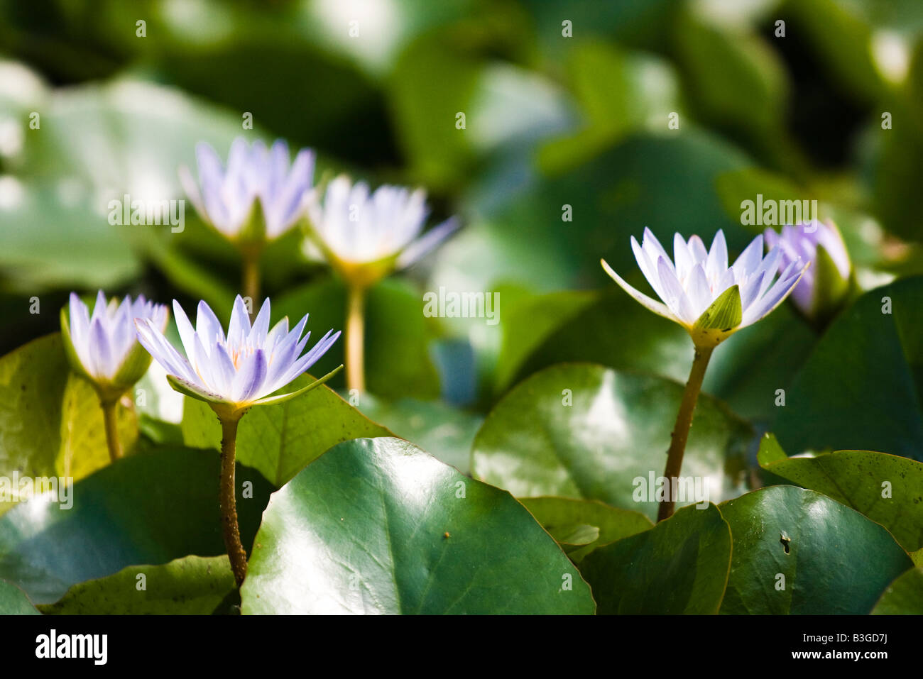 Seerosen Lotusblumen im grünen Teich Kaohsiung Taiwan Republik von China (ROC) Stockfoto