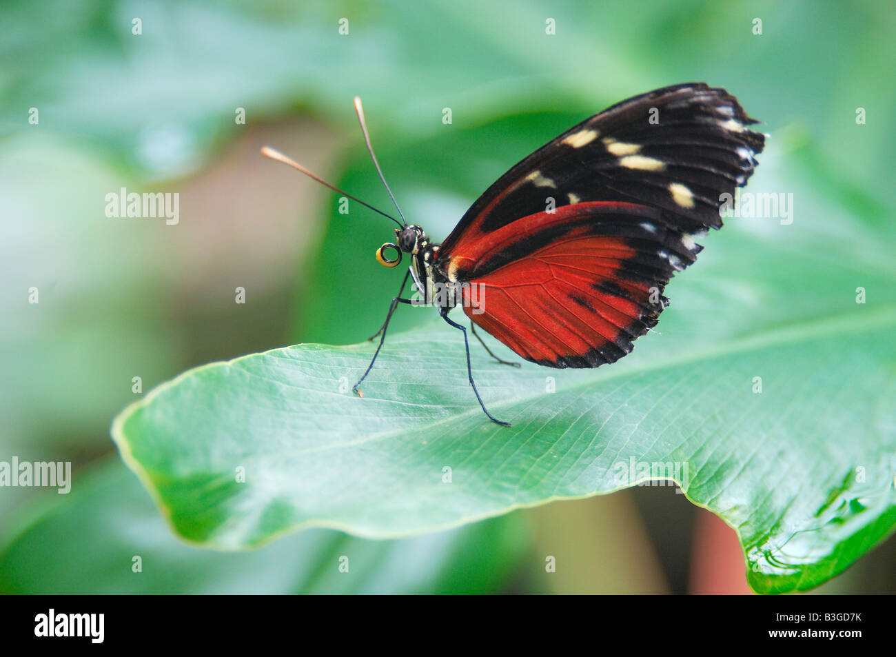 Exotischen tropischen südamerikanischen Golden Helicon Schmetterling Heliconius Aigeus sitzt auf einem grünen Blatt Stockfoto