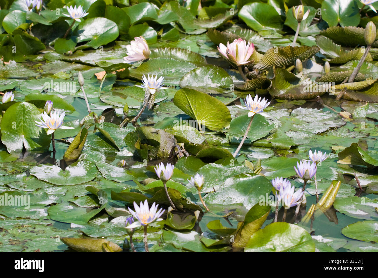Seerosen Lotusblumen im grünen Teich Kaohsiung Taiwan Republik von China (ROC) Stockfoto