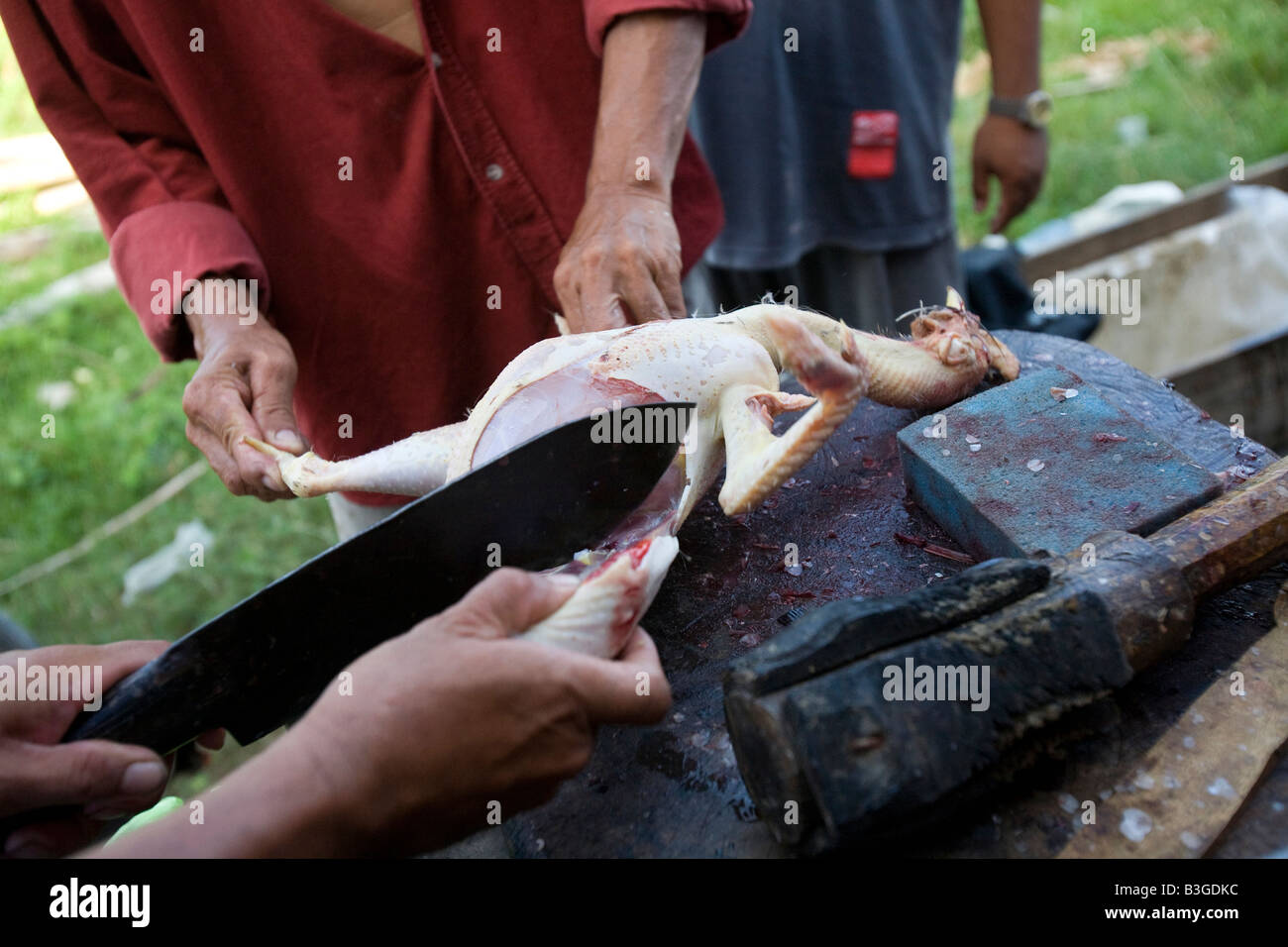 Filipinos Metzger einen tot kämpfenden Hahn außerhalb einer Cockhouse in der Nähe von Mansalay, Oriental Mindoro, Philippinen. Stockfoto