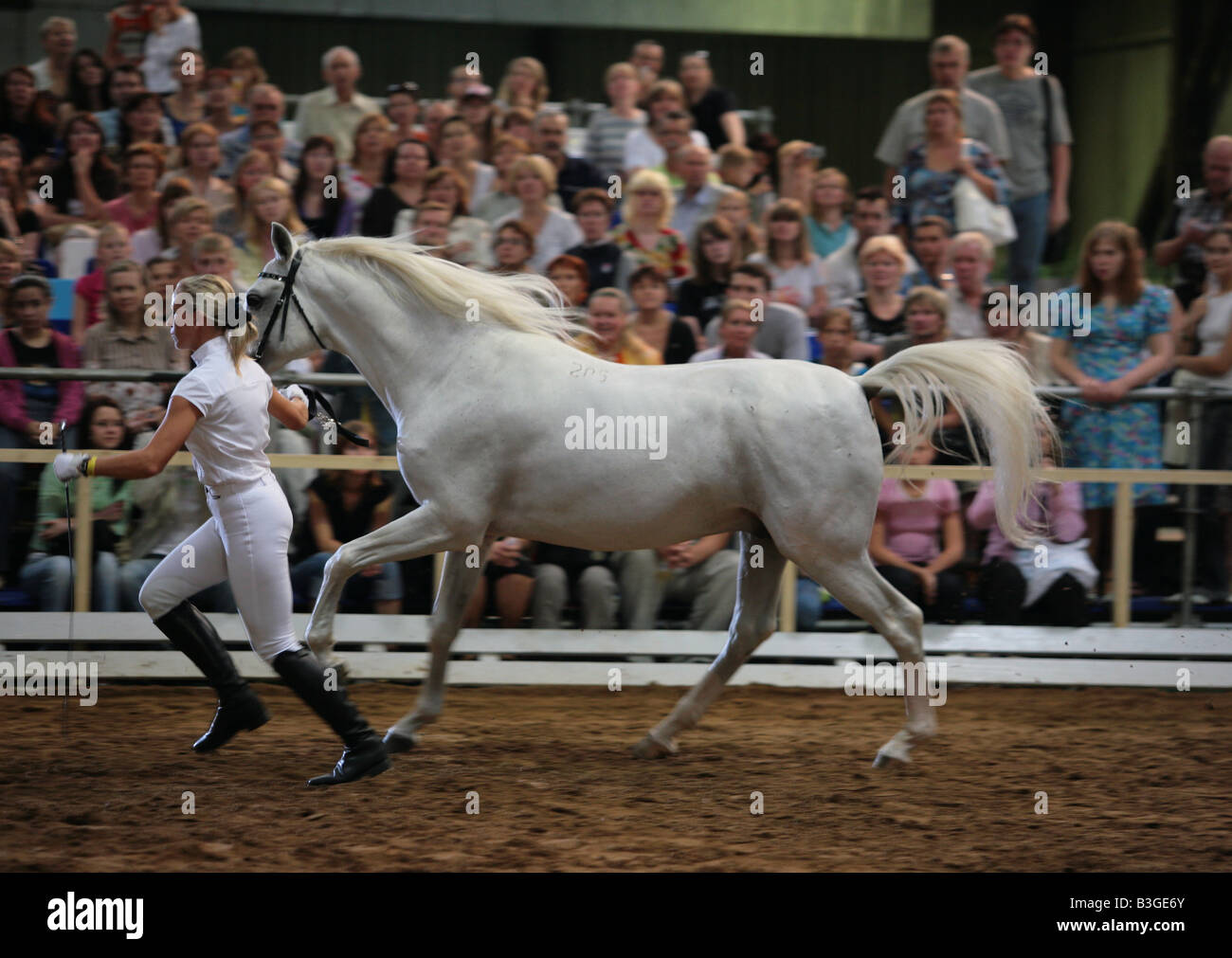 Arabische Pferde zeigen in Russland Stockfoto