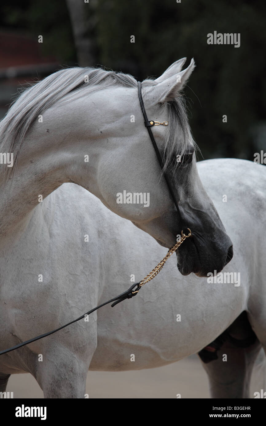 Arabisches Pferd Stockfoto