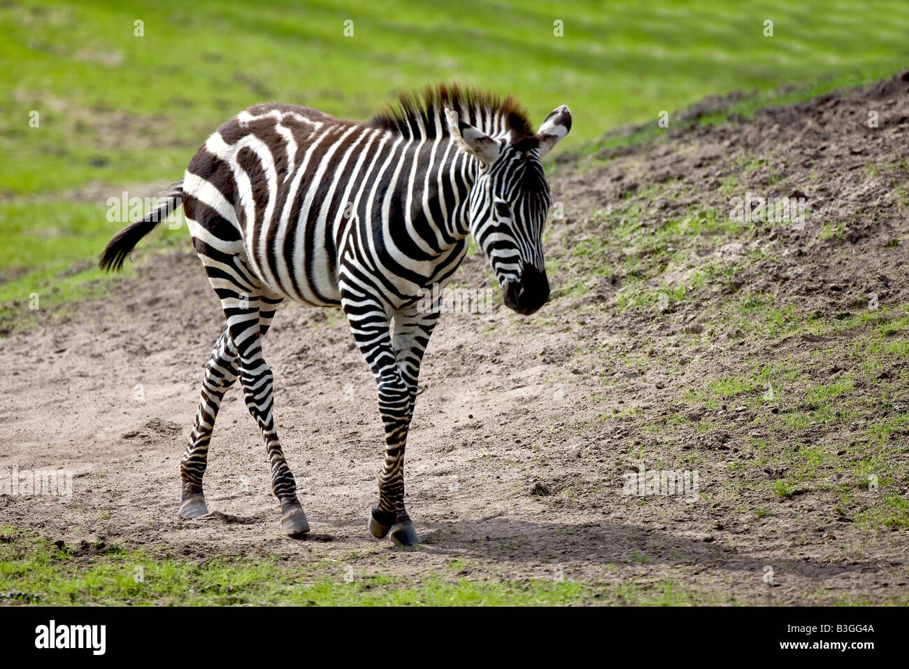 Junge zebra Stockfoto