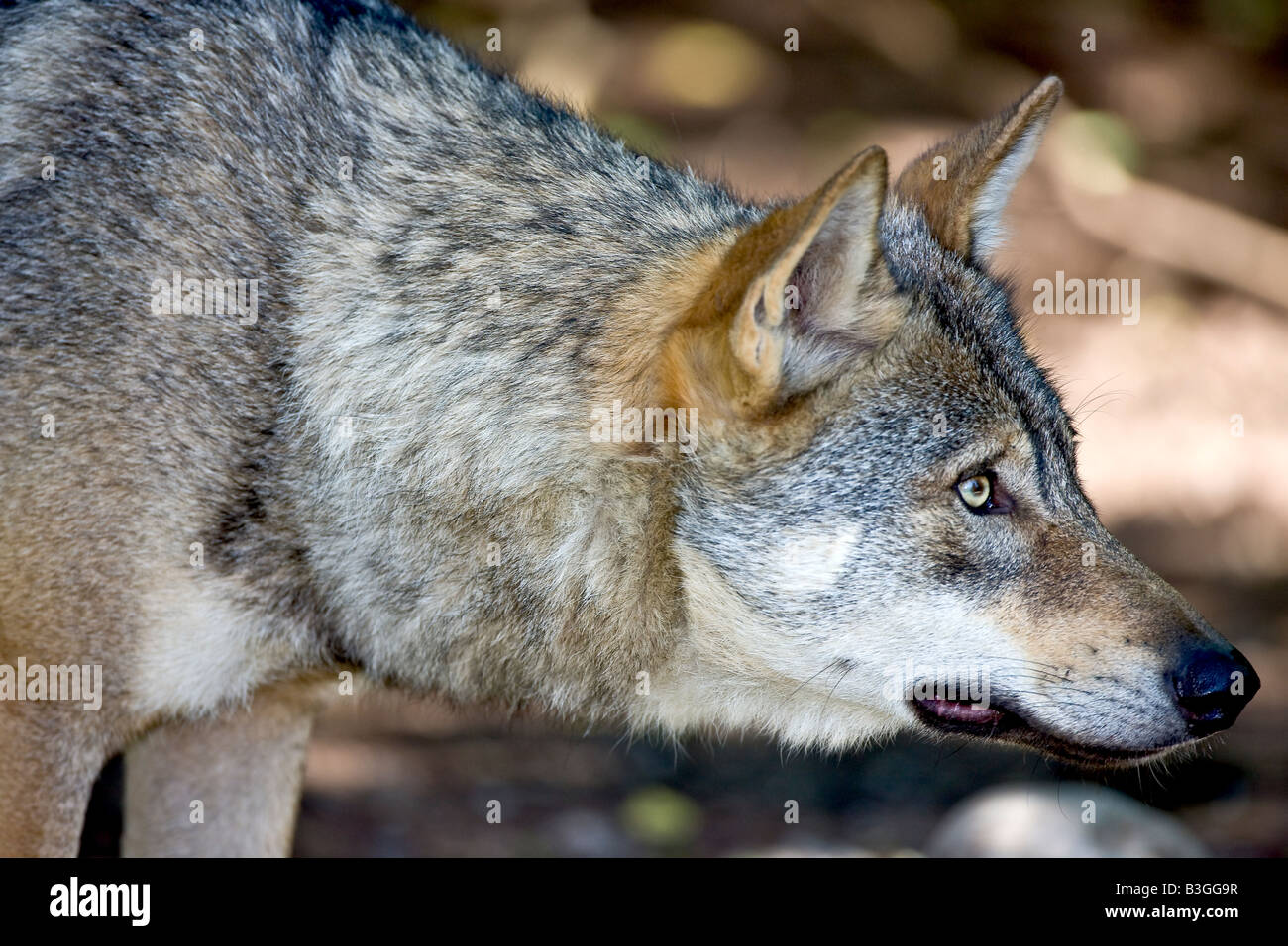 Graue Wölfe in Alarmbereitschaft Stockfoto