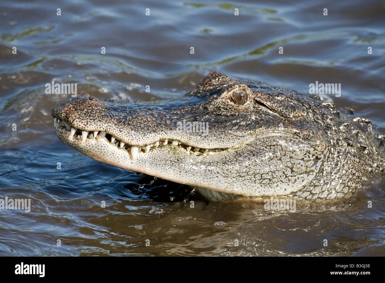 Ein Kopfschuss von einem Erwachsenen amerikanischen Alligator Stockfoto