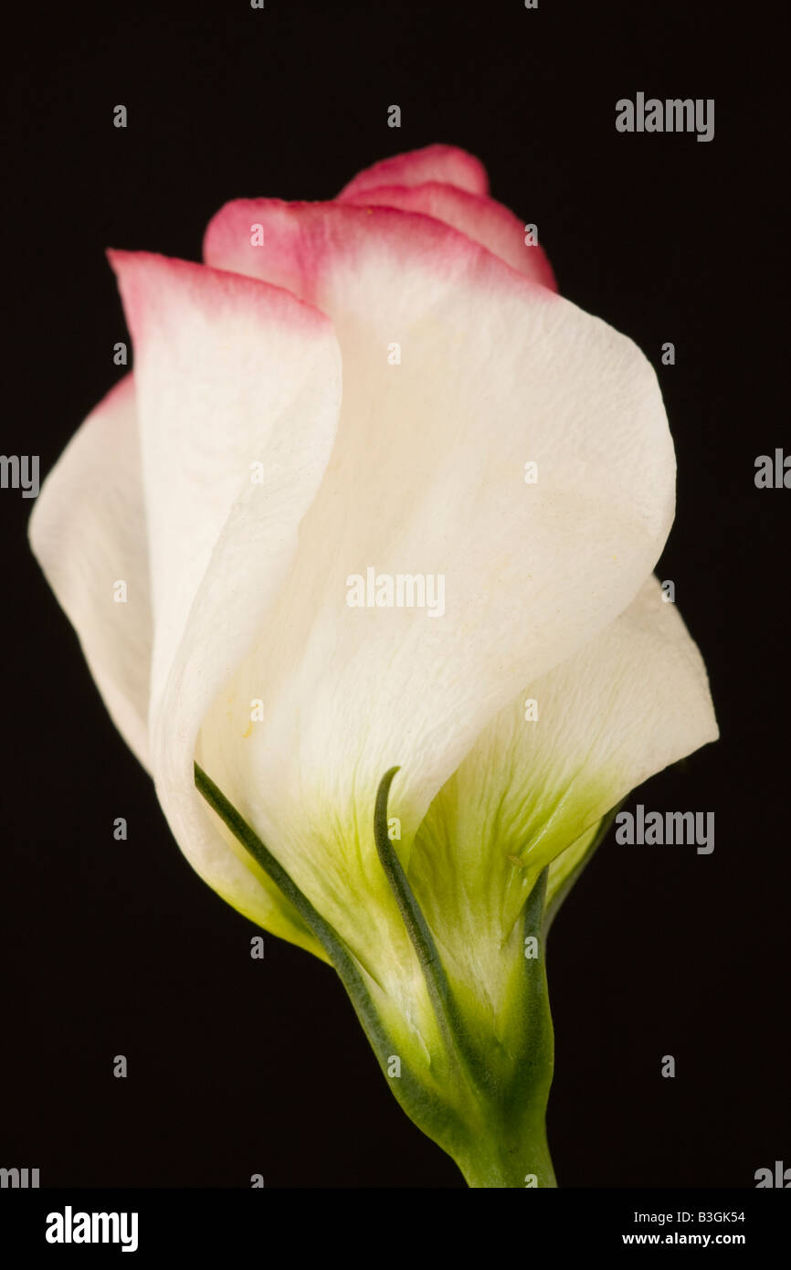 Rosa und weiße Lisianthus Blume vor schwarzem Hintergrund Stockfoto