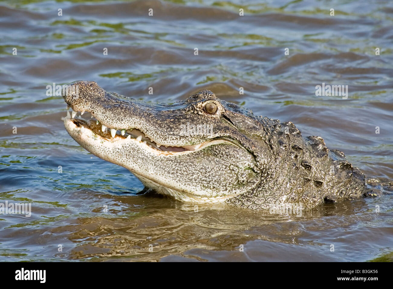 Eine Nahaufnahme des Kopfes ein amerikanischer Alligator Stockfoto