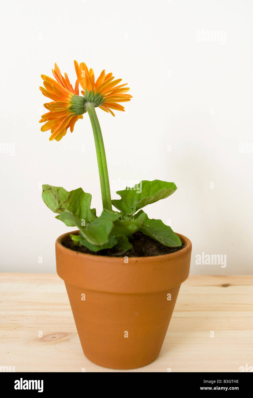 Doppelte Leitung orange Gerbera Blume Stockfoto