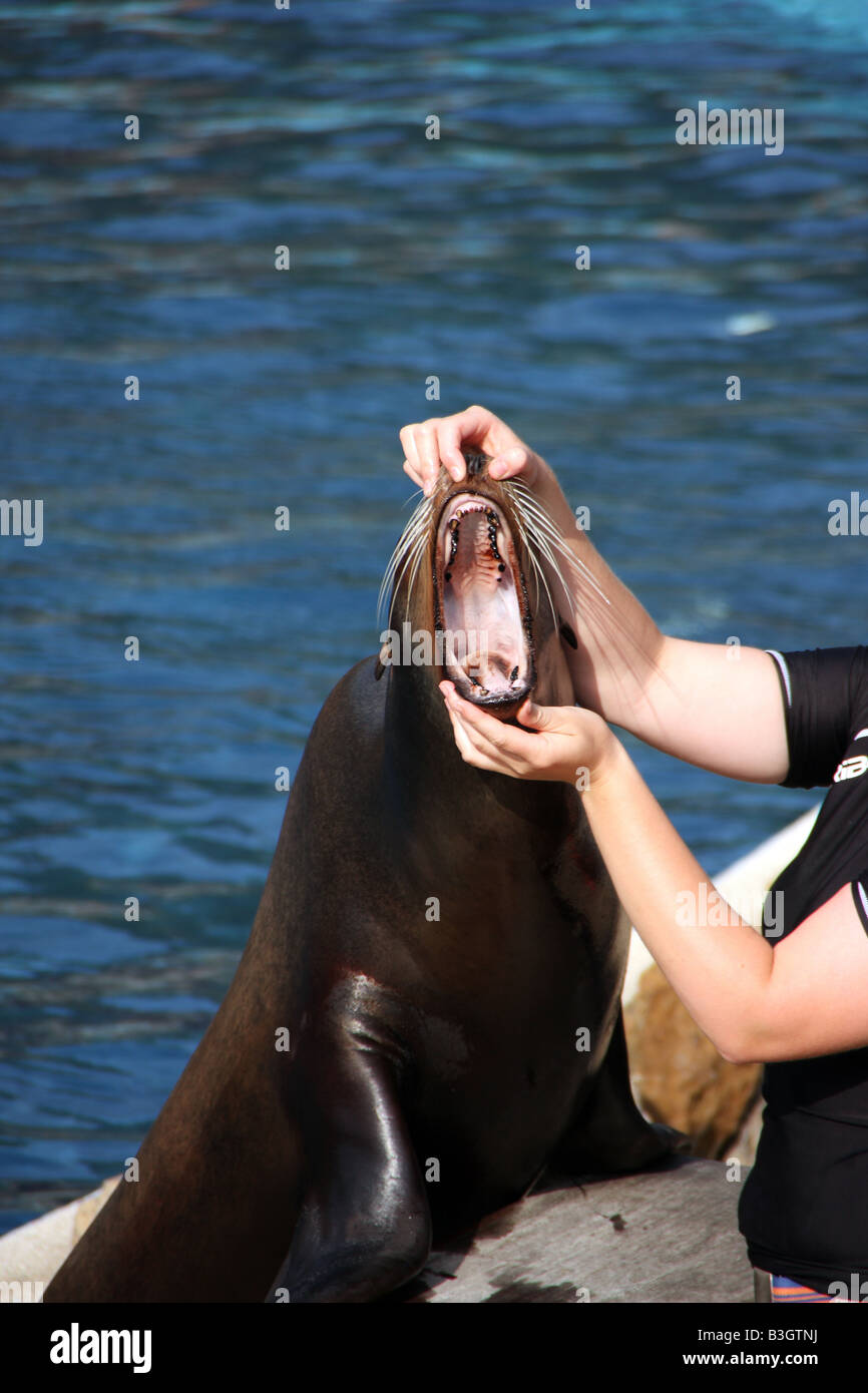 Sea Lion (Leon Marino) Stockfoto