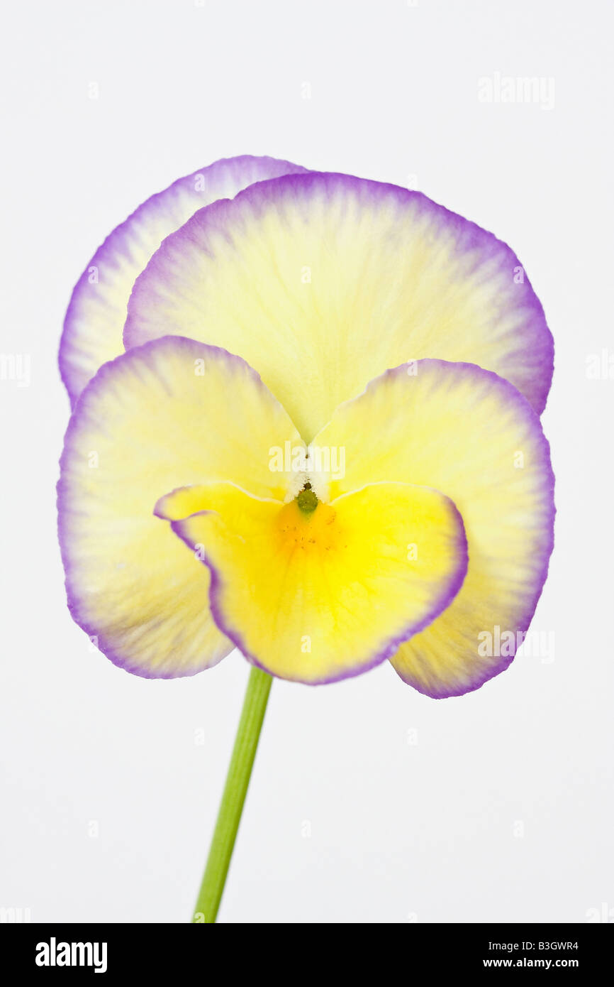 Nahaufnahme von Viola Etain Blume Stockfoto