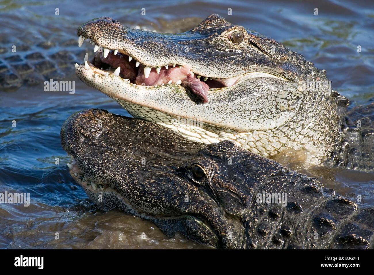 Eine Nahaufnahme des Kopfes ein amerikanischer Alligator Stockfoto